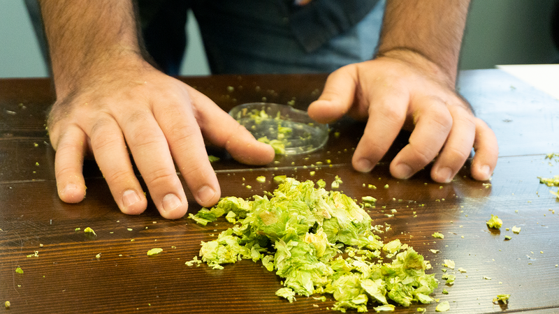 Hops Blog2